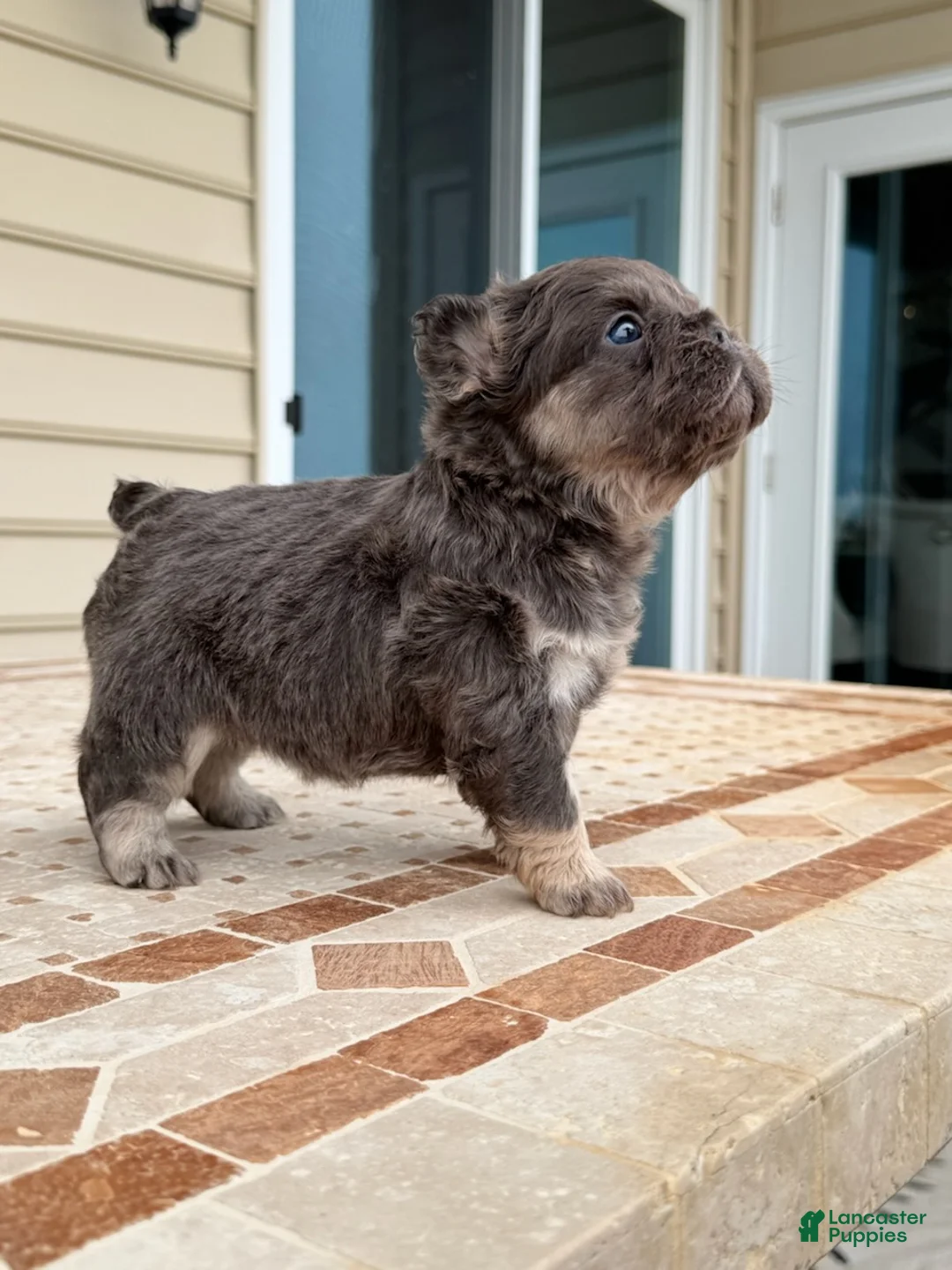 French Bulldog dogs for sale: Coco - Ad 2