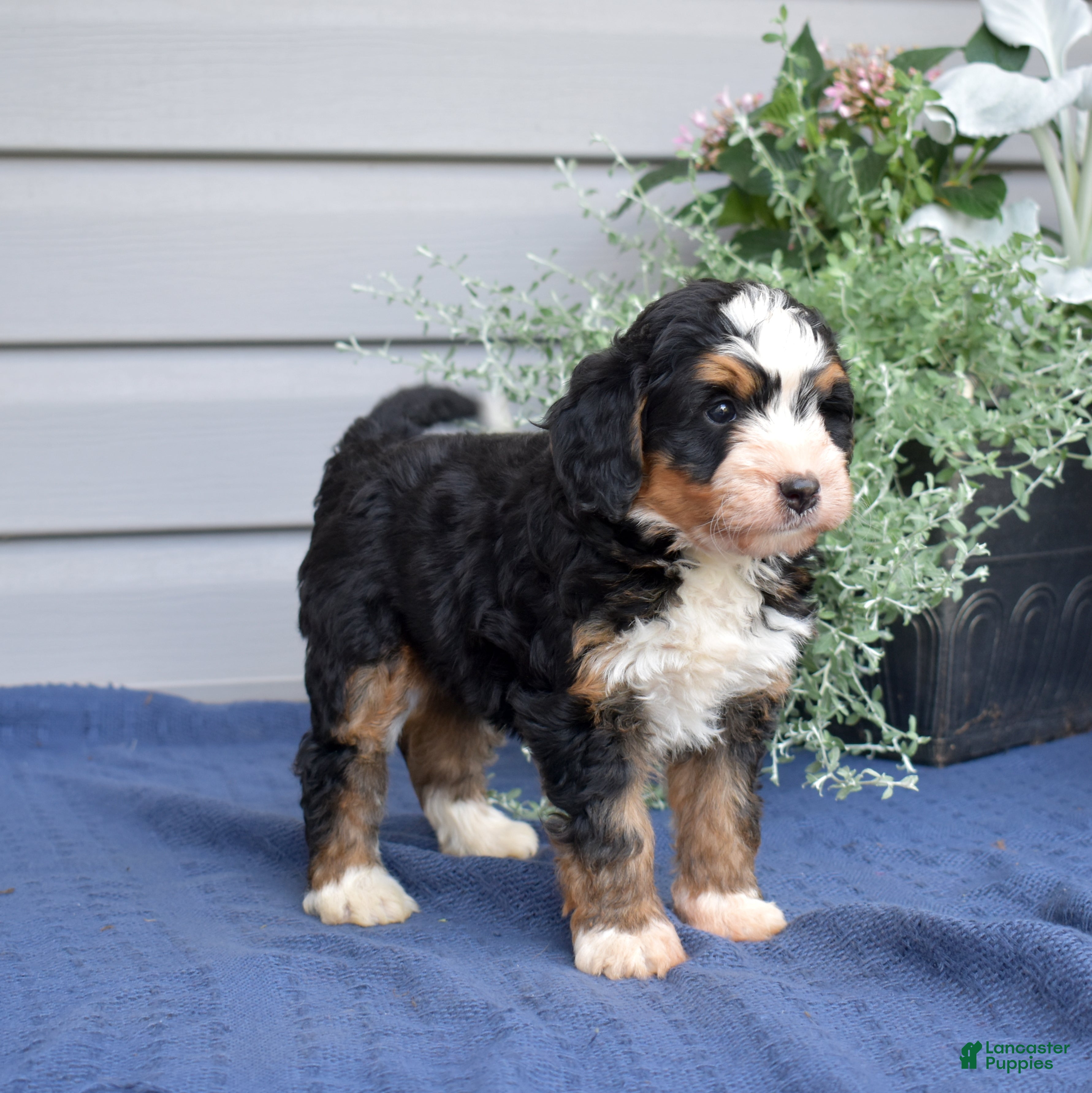 Mini Bernedoodle dogs Fern - Ad 2