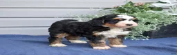Mini Bernedoodle dogs for sale: Fern - Ad 2
