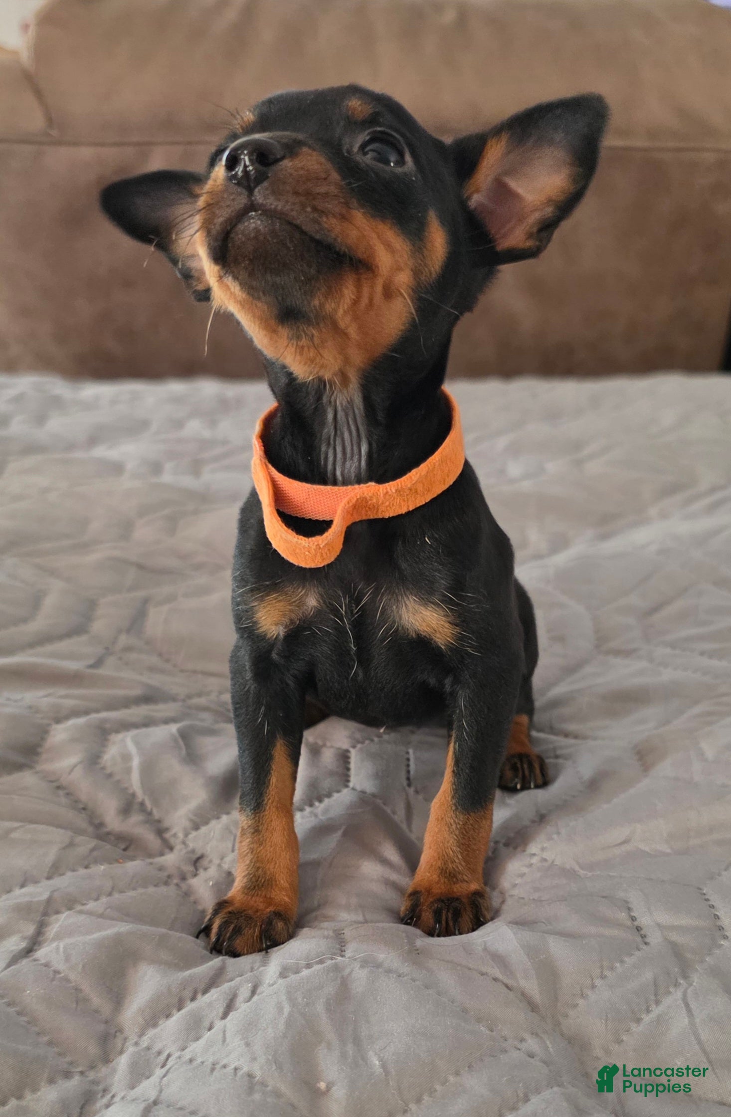 Miniature Pinscher dogs R-Orange  - Ad 2
