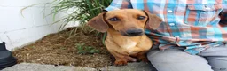 Miniature Dachshund dogs for sale: Luke - Ad 14