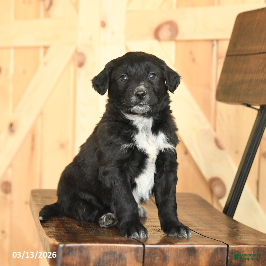 Mixed Breed dogs Ronald - Ad 2