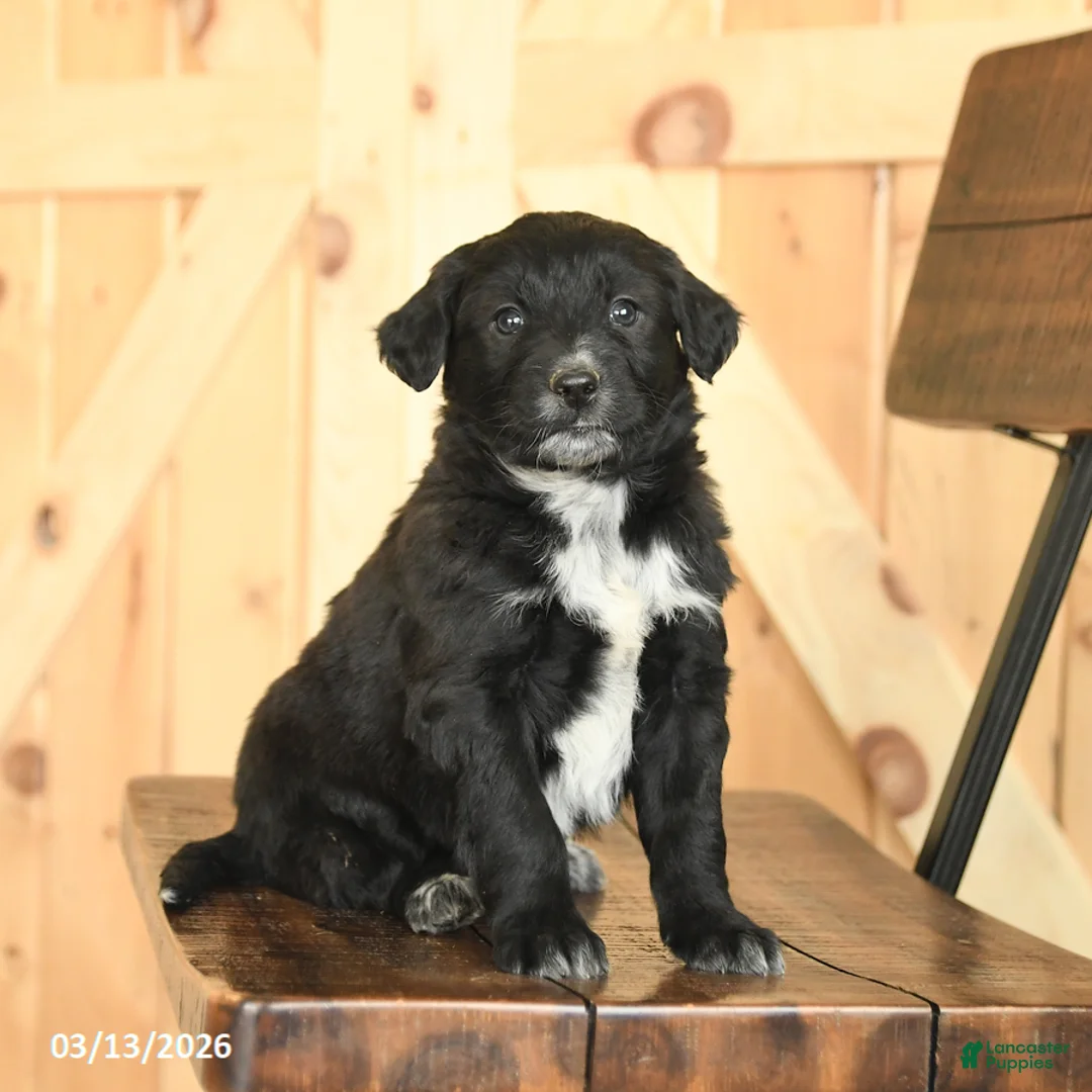 Mixed Breed dogs for sale: Ronald - Ad 2