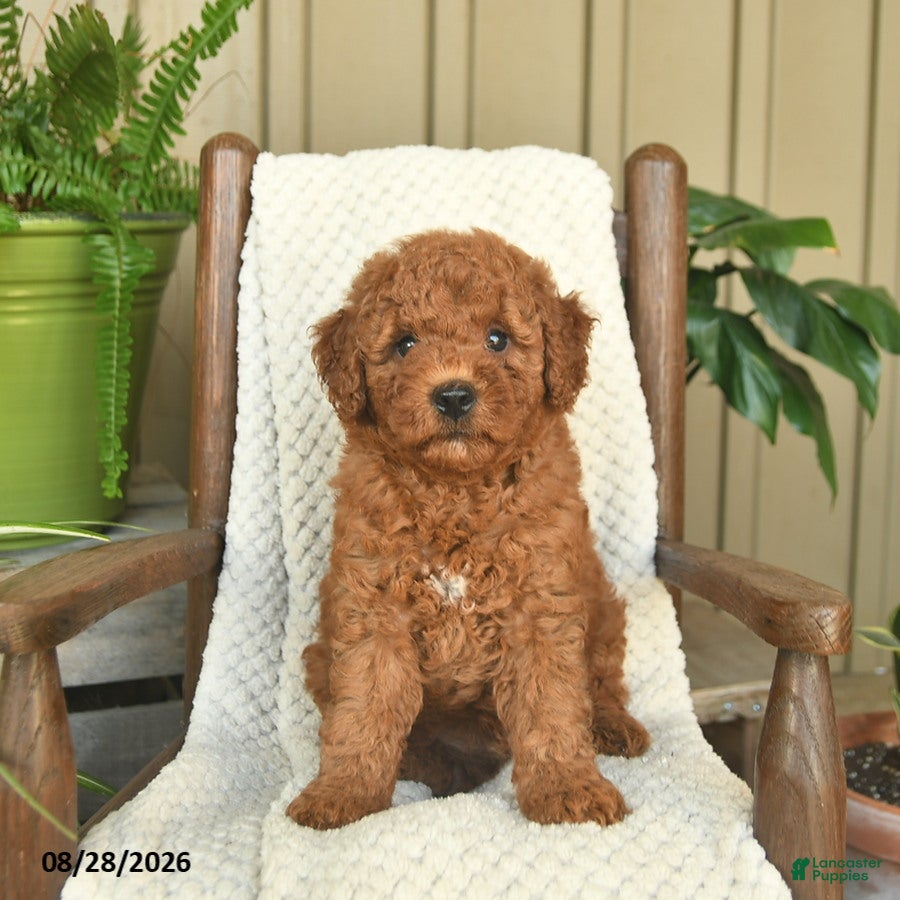 Mini Goldendoodle dogs for sale: Captain - Ad 3