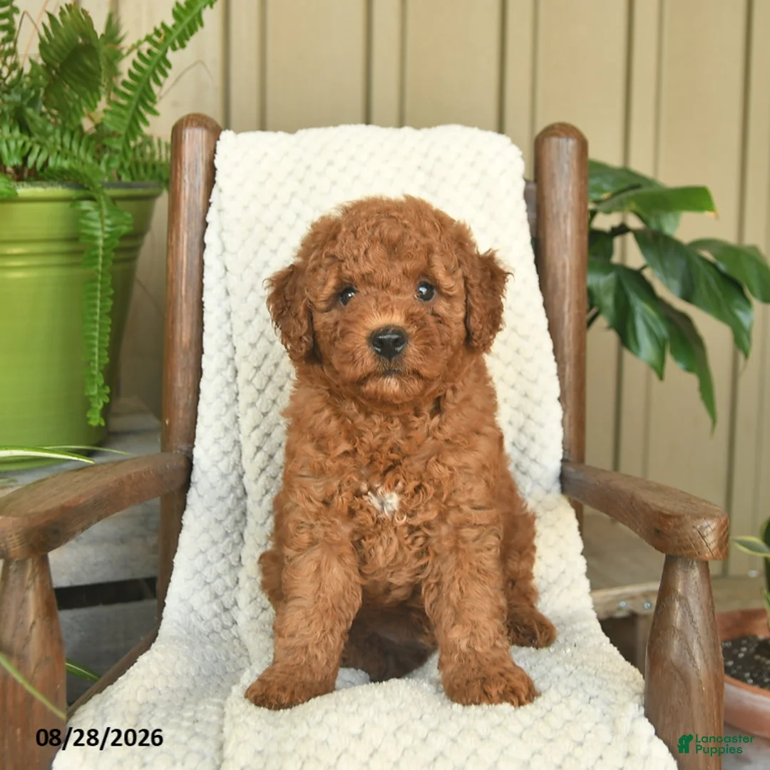 Mini Goldendoodle dogs for sale: Captain - Ad 1