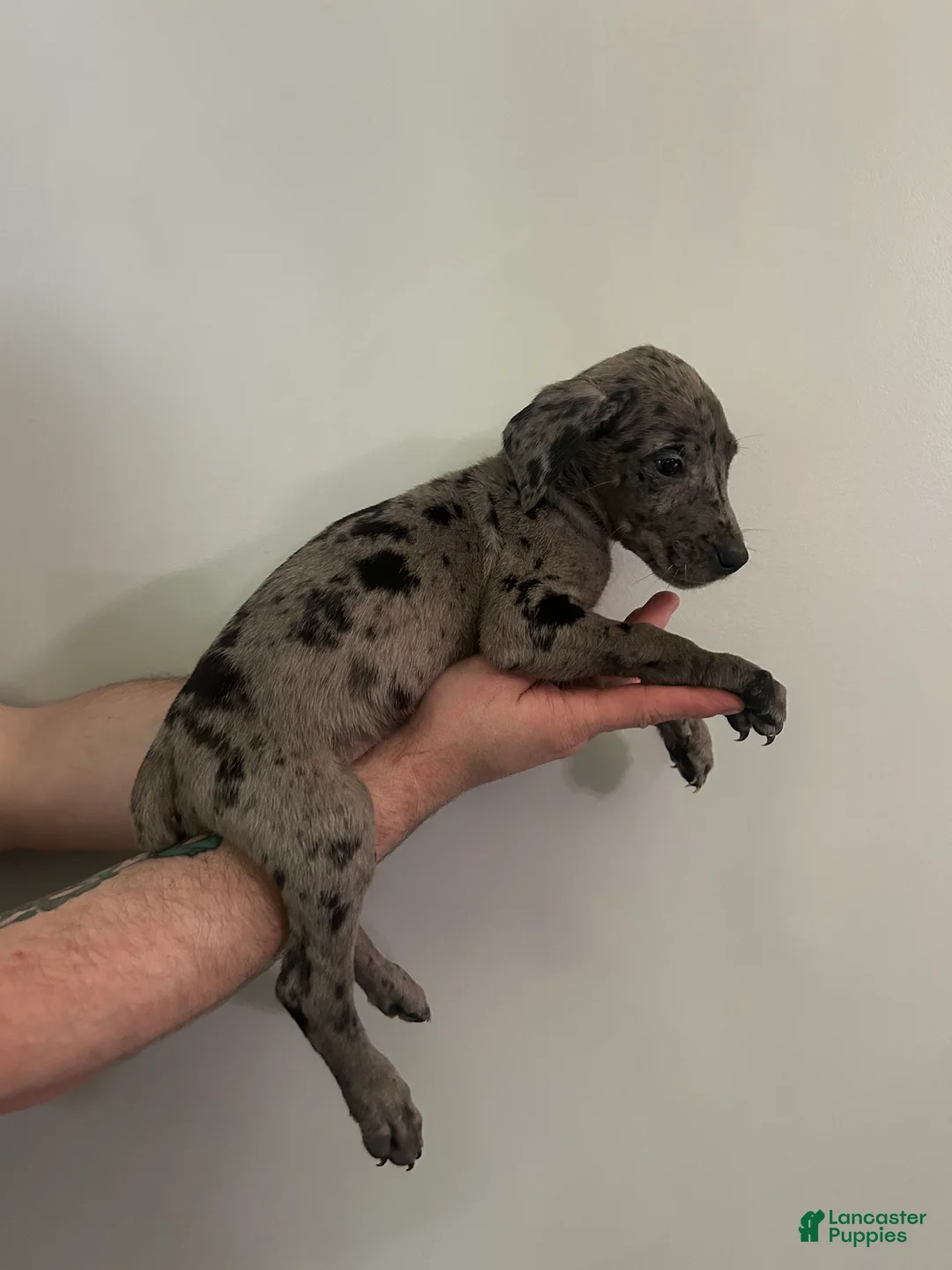 Mixed Breed dogs for sale: Puppy 7 - Ad 2