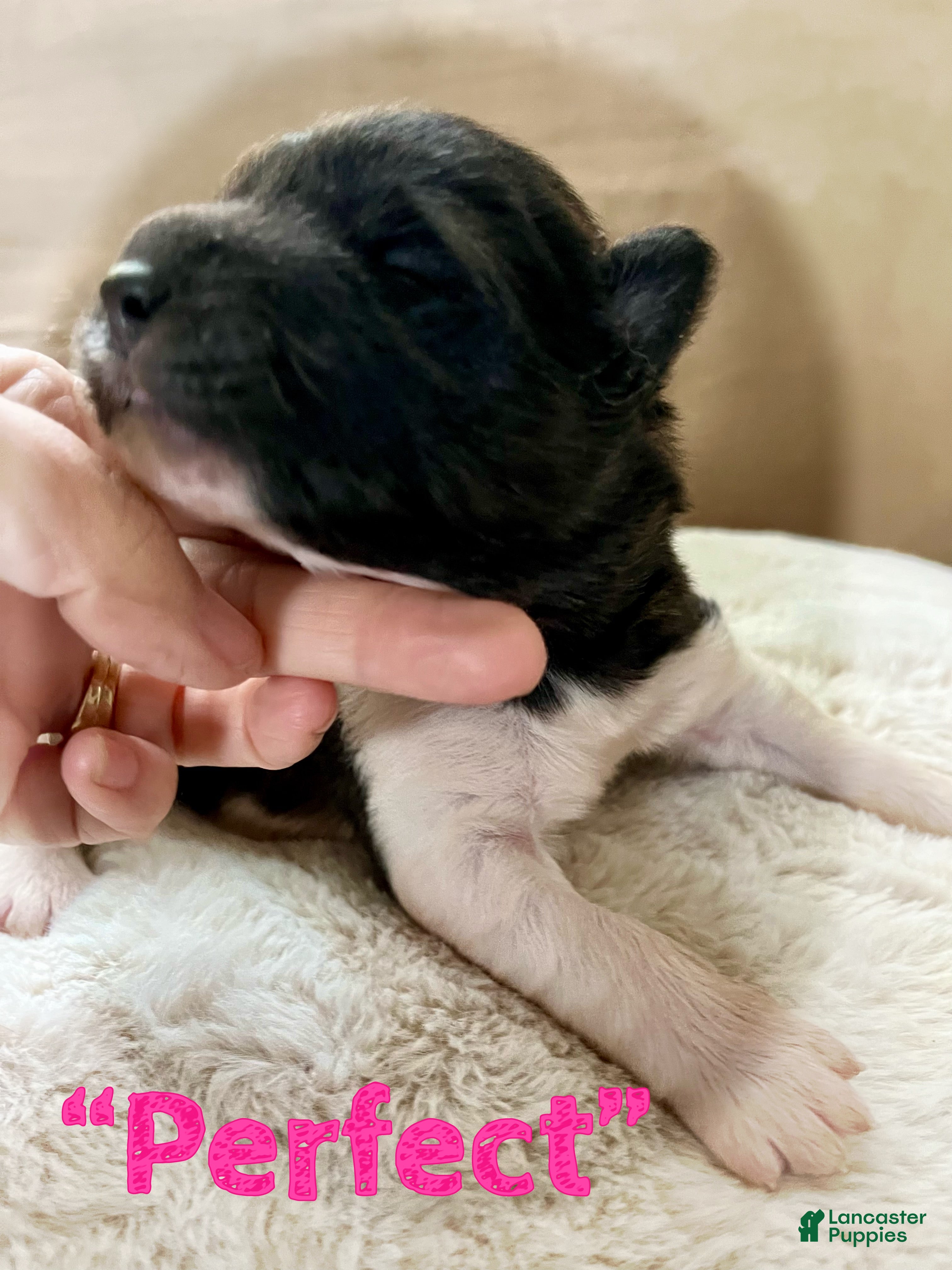 Akita dogs Perfect - Ad 1
