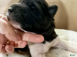 Akita dogs for sale: Perfect - Ad 2