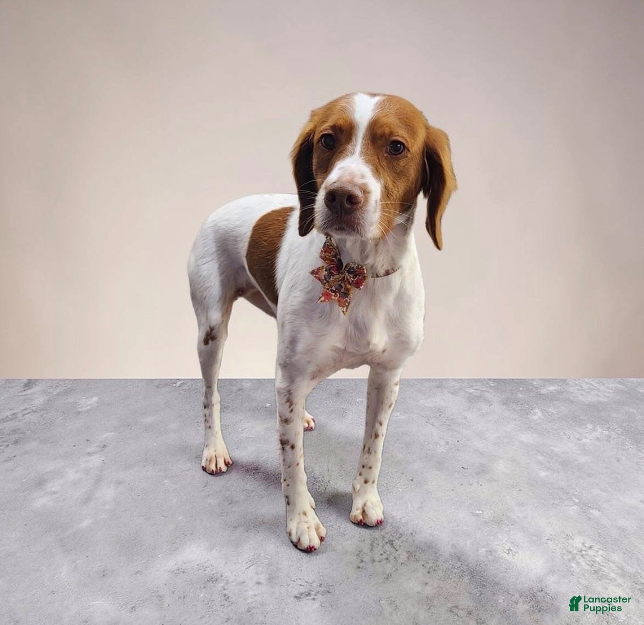 Brittany Spaniel dogs Brittany Spaniel 1 - Ad 2