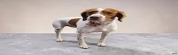 Brittany Spaniel dogs for sale: Brittany Spaniel 4 - Ad 3