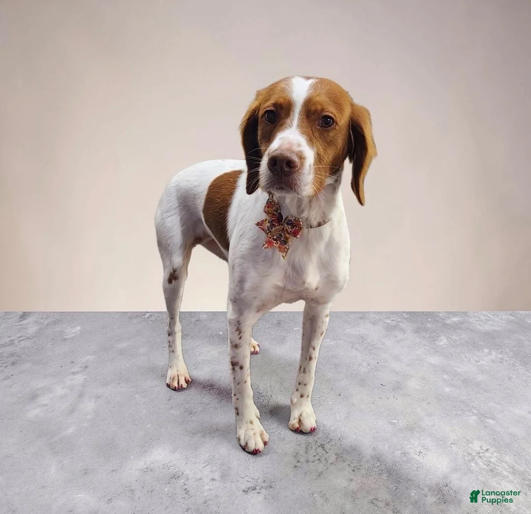 Brittany Spaniel dogs for sale: Brittany Spaniel 1 - Ad 2