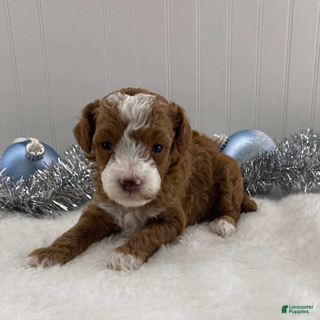Toy Poodle dogs for sale: Rusty - Ad 5