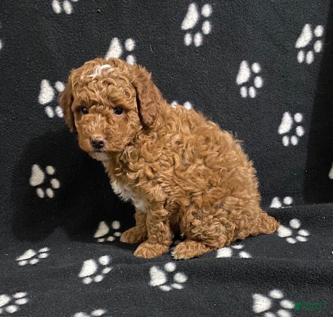 Miniature Poodle dogs for sale: Baxter - Ad 2