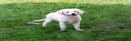 Golden Retriever dogs for sale: Twinkle - Ad 3