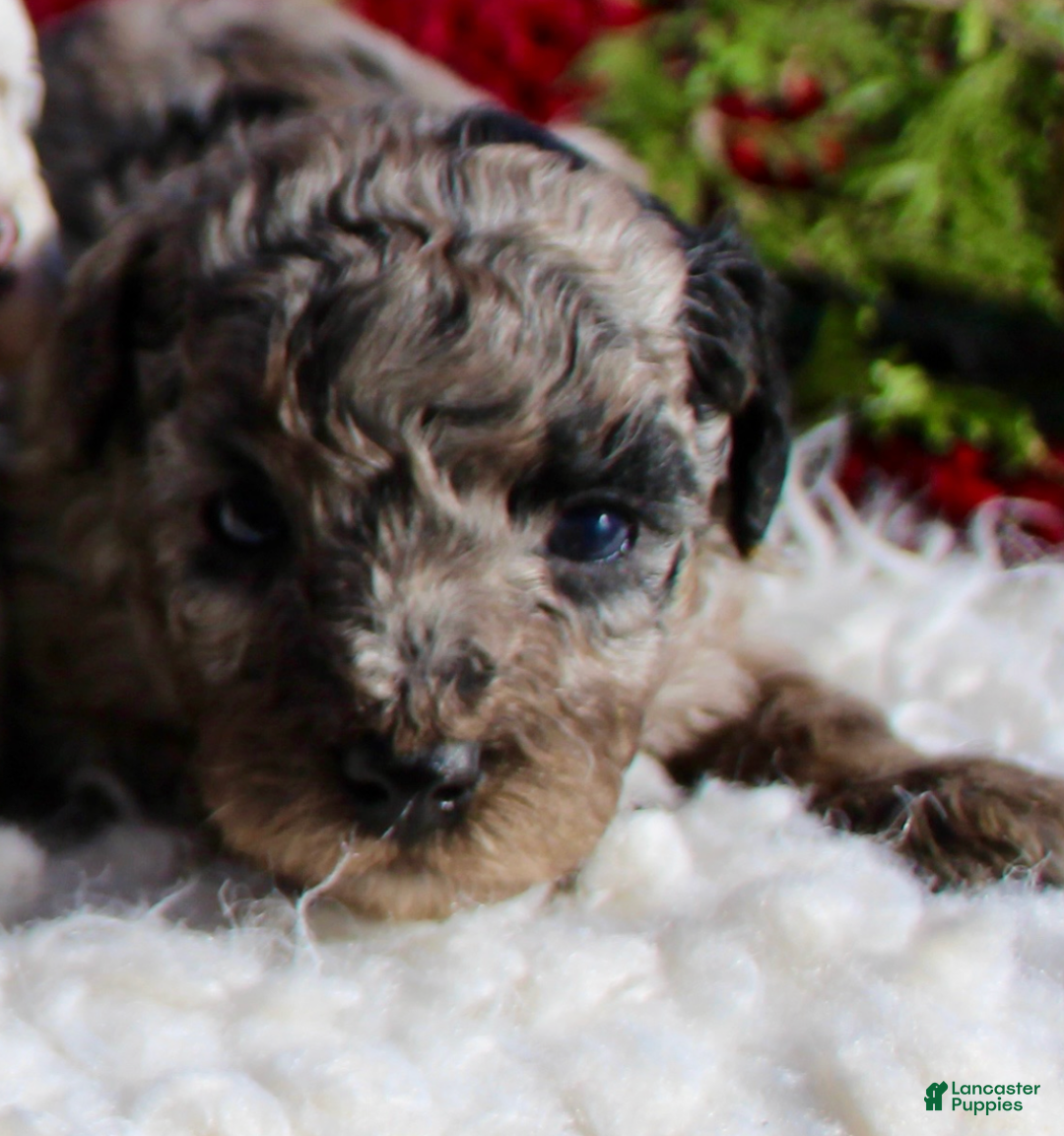 Miniature Poodle dogs for sale: Miniature Poodle Puppy 1 - Ad 1
