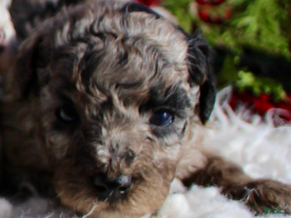 Miniature Poodle dogs Miniature Poodle Puppy 1 - Ad 8