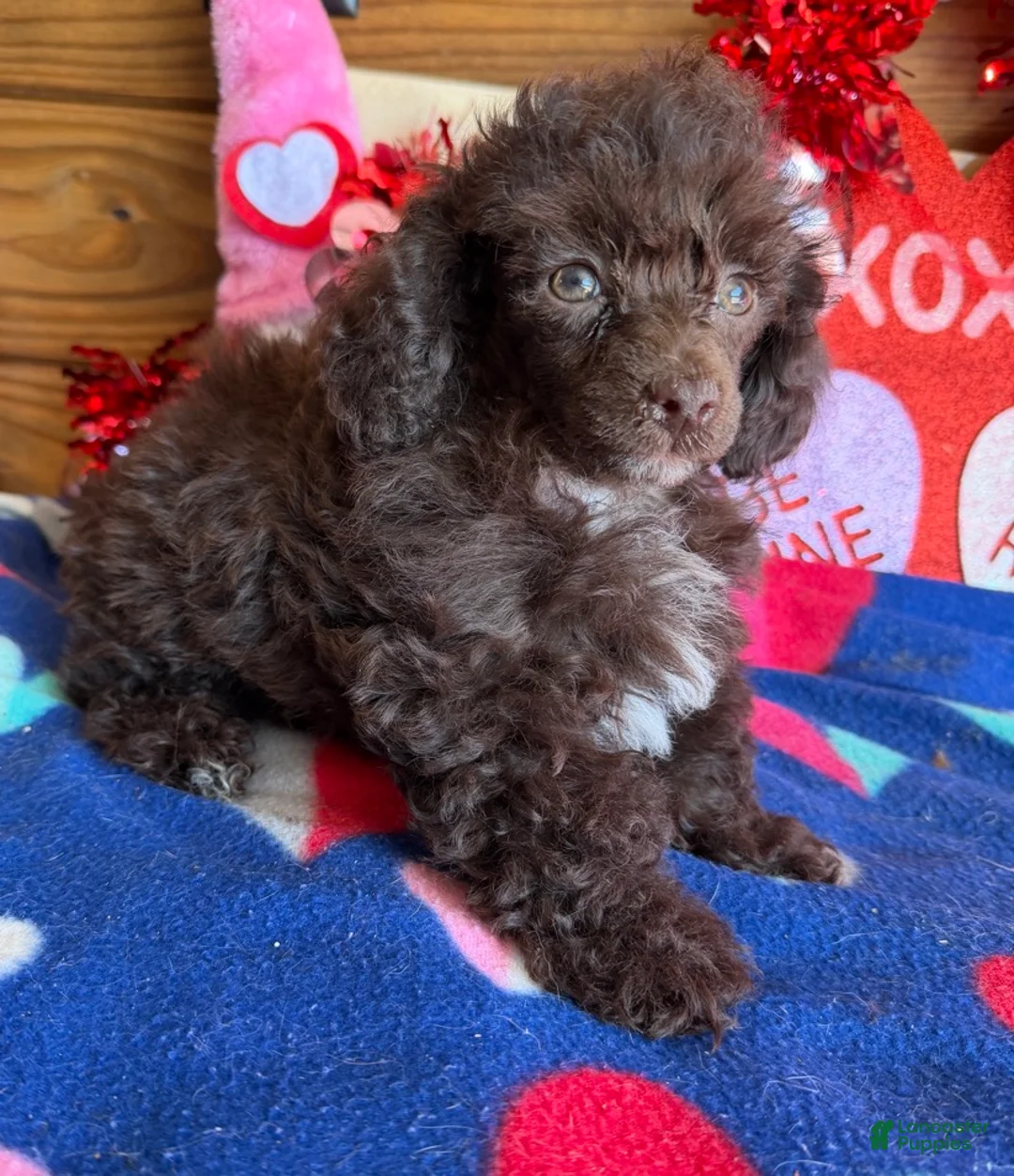 Toy Poodle dogs for sale: Cocoa - Ad 1
