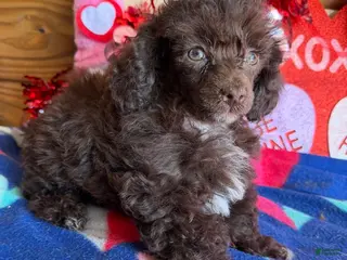 Toy Poodle dogs Cocoa - Ad 13