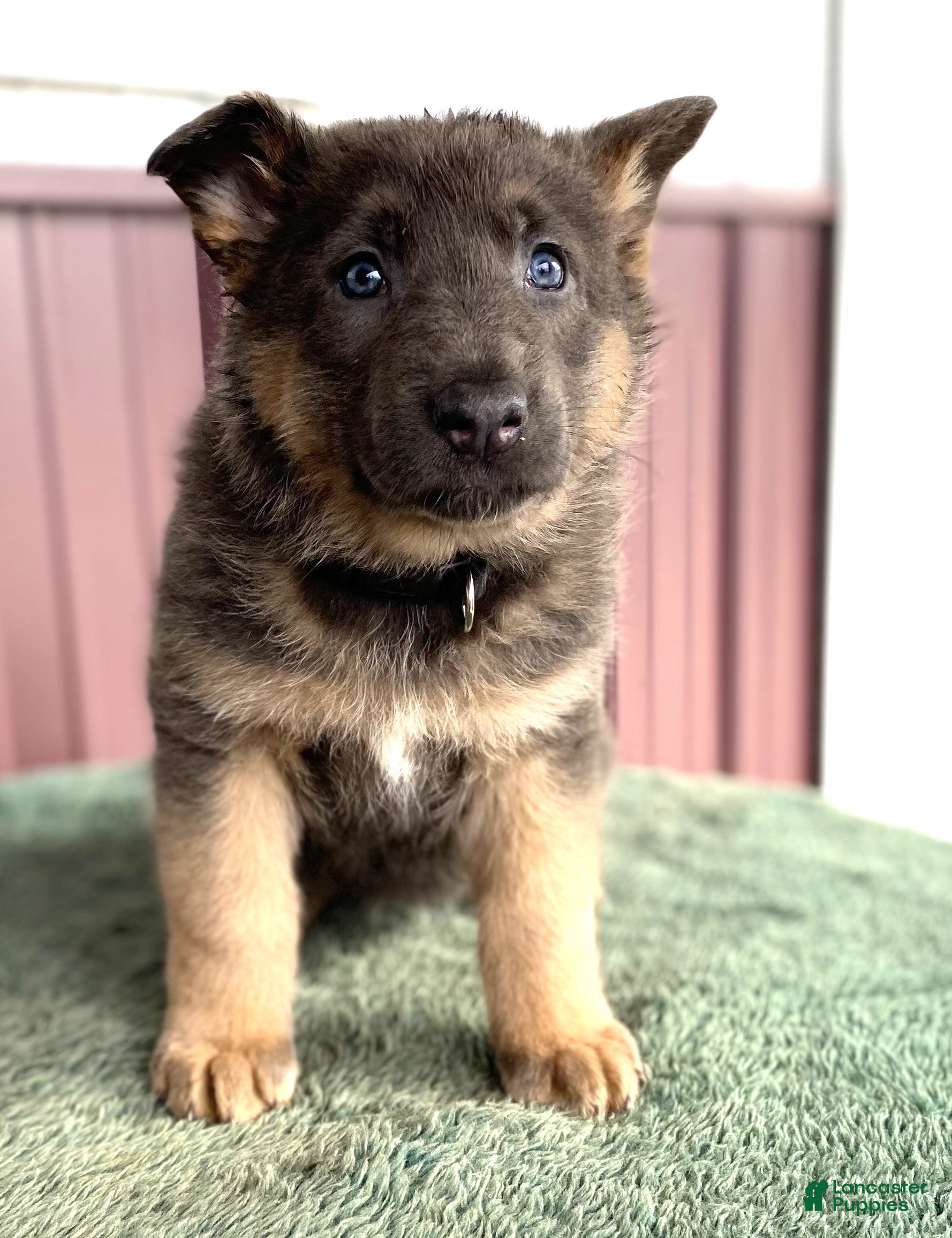 German Shepherd dogs German Shepherd Puppy 4 Missy - Ad 42