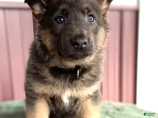 German Shepherd dogs German Shepherd Puppy 4 Missy - Ad 34