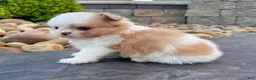 Mixed Breed dogs for sale: Chase - Ad 3