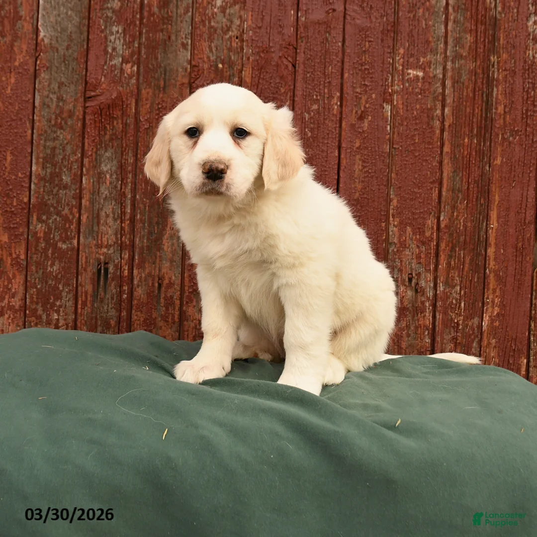 Great Pyrenees dogs for sale: Rachel - Ad 1