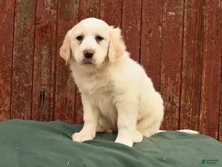 Great Pyrenees dogs for sale: Rachel - Ad 1