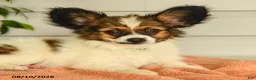 Papillon dogs for sale: Randol - Ad 3