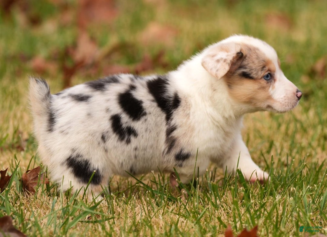 Welsh Corgi Pembroke dogs for sale: Chloe - Ad 6