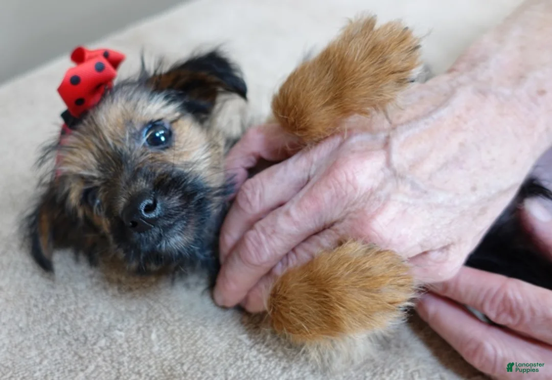 Yorkshire Terrier dogs for sale: Little guy 2 lbs - Ad 7