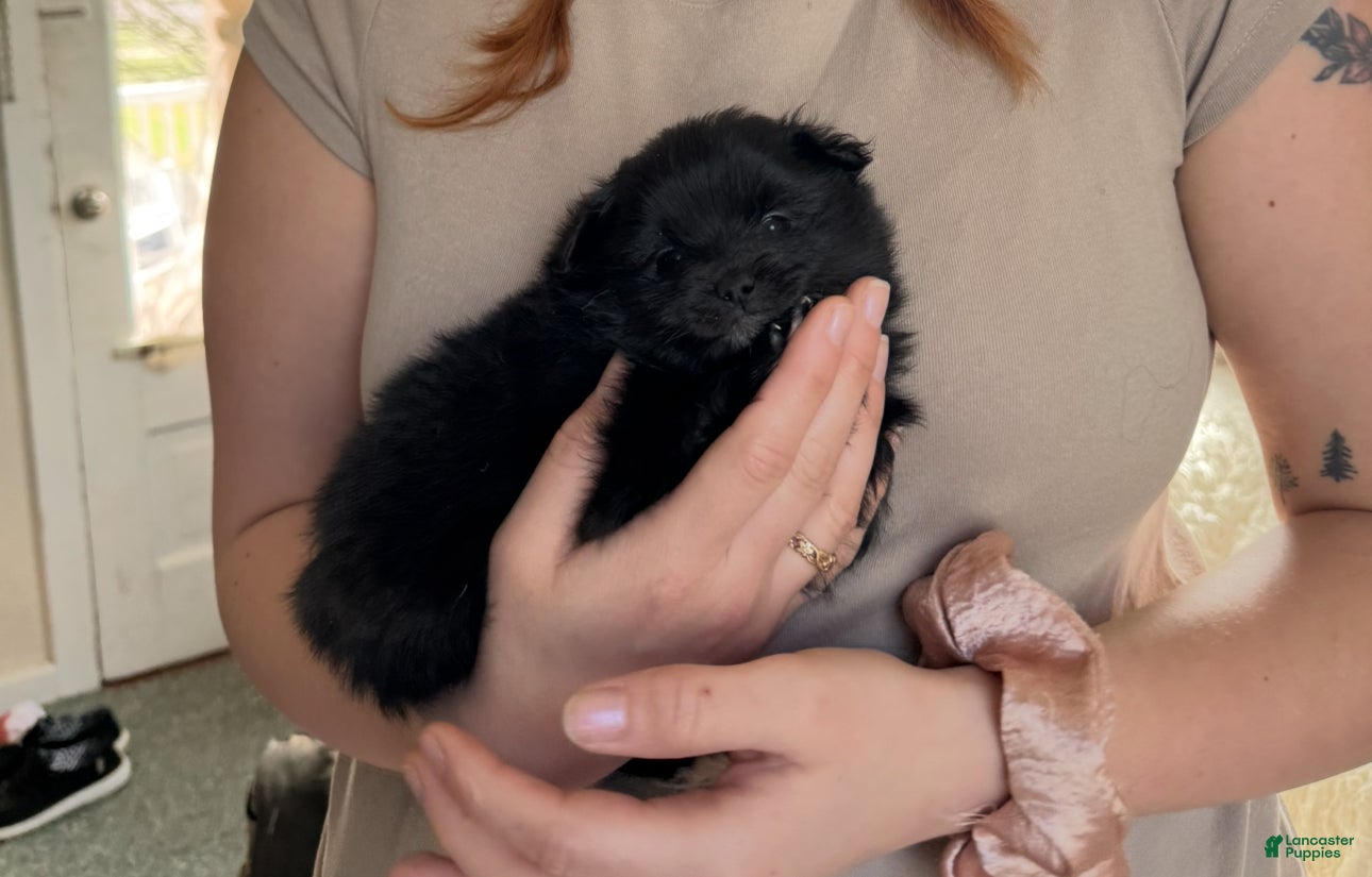 Pomeranian dogs Bear - Ad 34