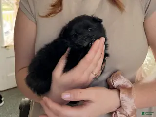 Pomeranian dogs Bear - Ad 34