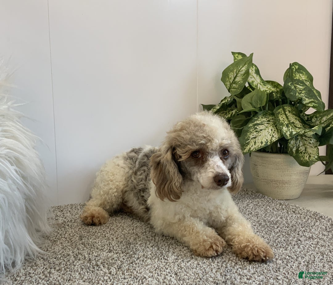 Toy Poodle dogs for sale: betsy - Ad 10