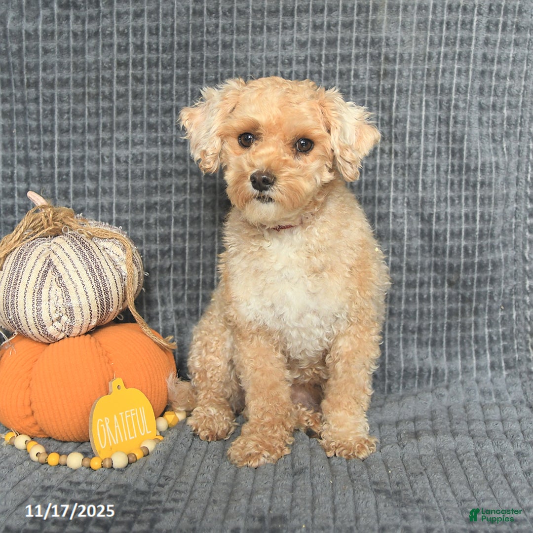 Maltipoo dogs for sale: Edgar - Ad 6