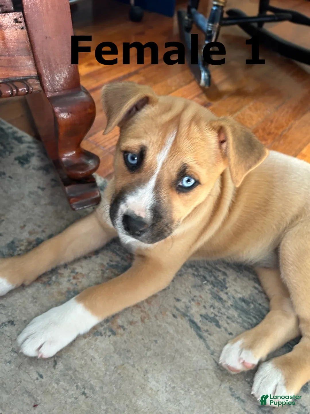 Mixed Breed dogs for sale: Mixed Breed Puppy 3 - Ad 2