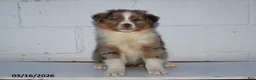 Australian Shepherd dogs for sale: Rosie - Ad 3