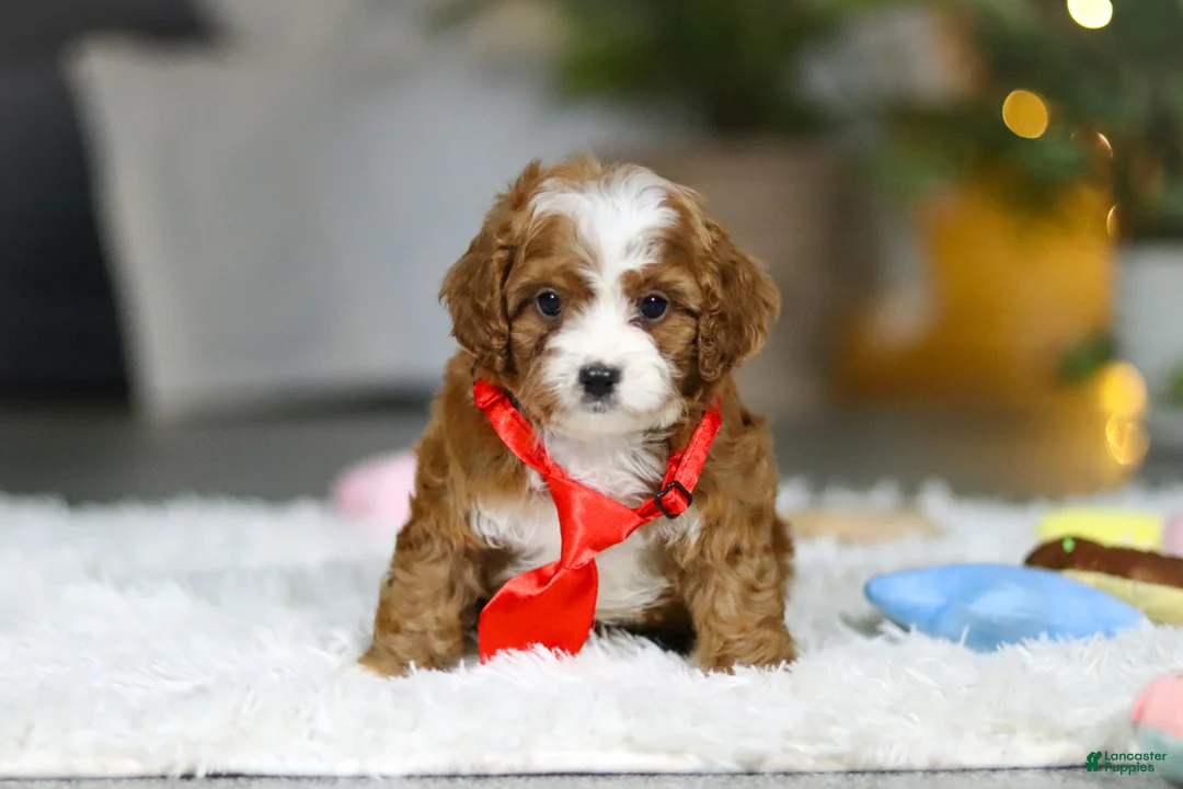 Cavapoo dogs for sale: Sammy - Ad 4