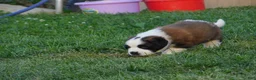 Saint Bernard dogs for sale: Pansy - Ad 3