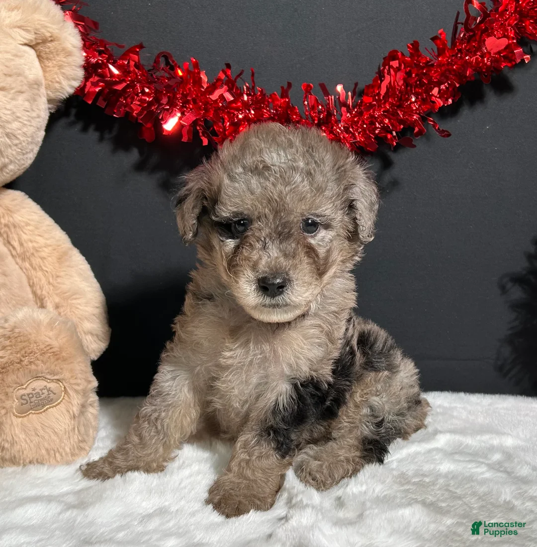 Toy Poodle dogs for sale: Bandit - Ad 1