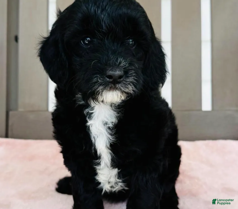 Goldendoodle dogs for sale: Opal - Ad 1