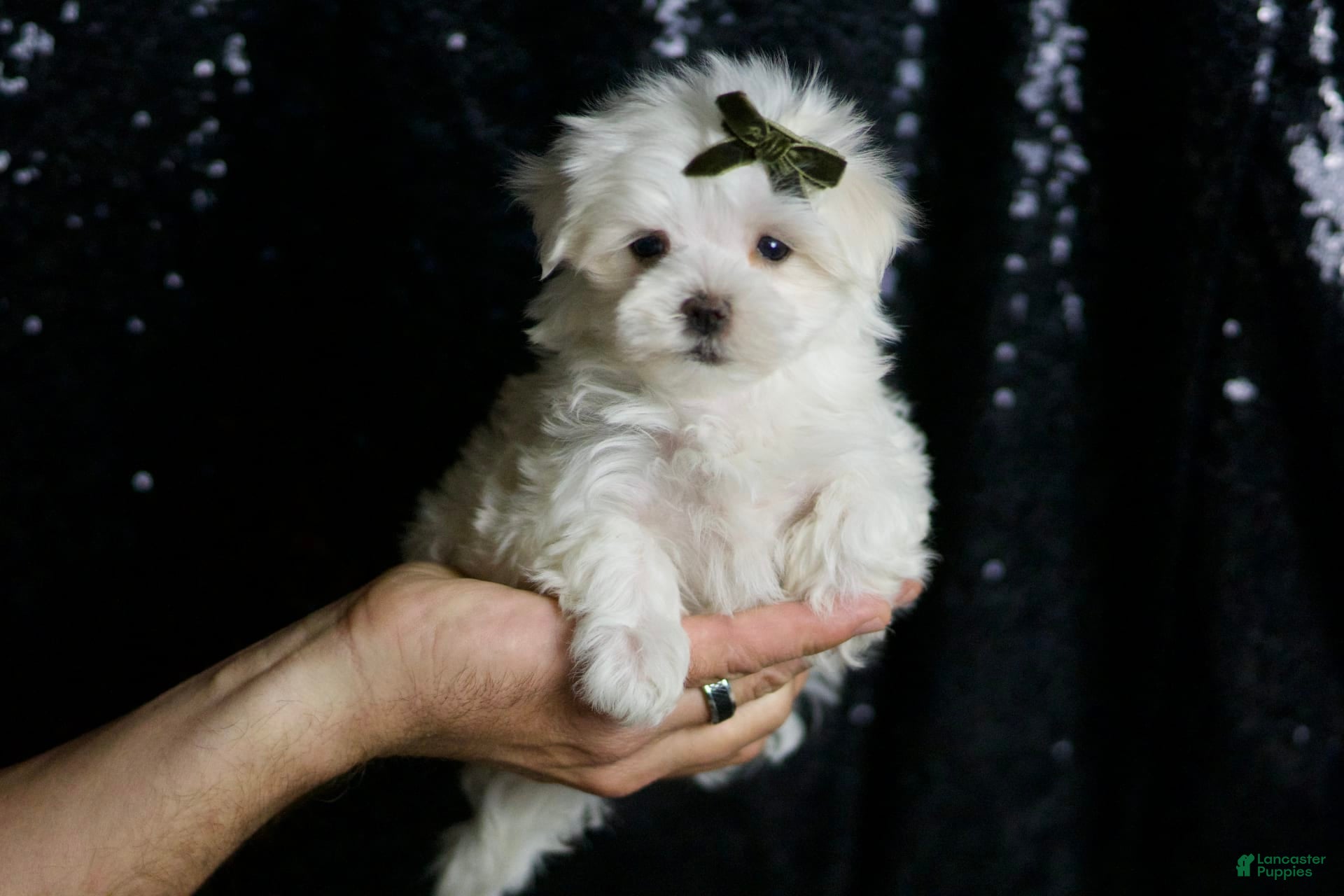 Maltese dogs Cotton - Ad 2