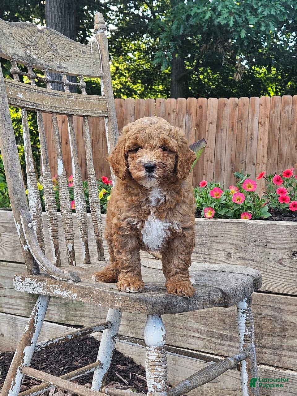Mini Goldendoodle dogs Daisy  - Ad 1