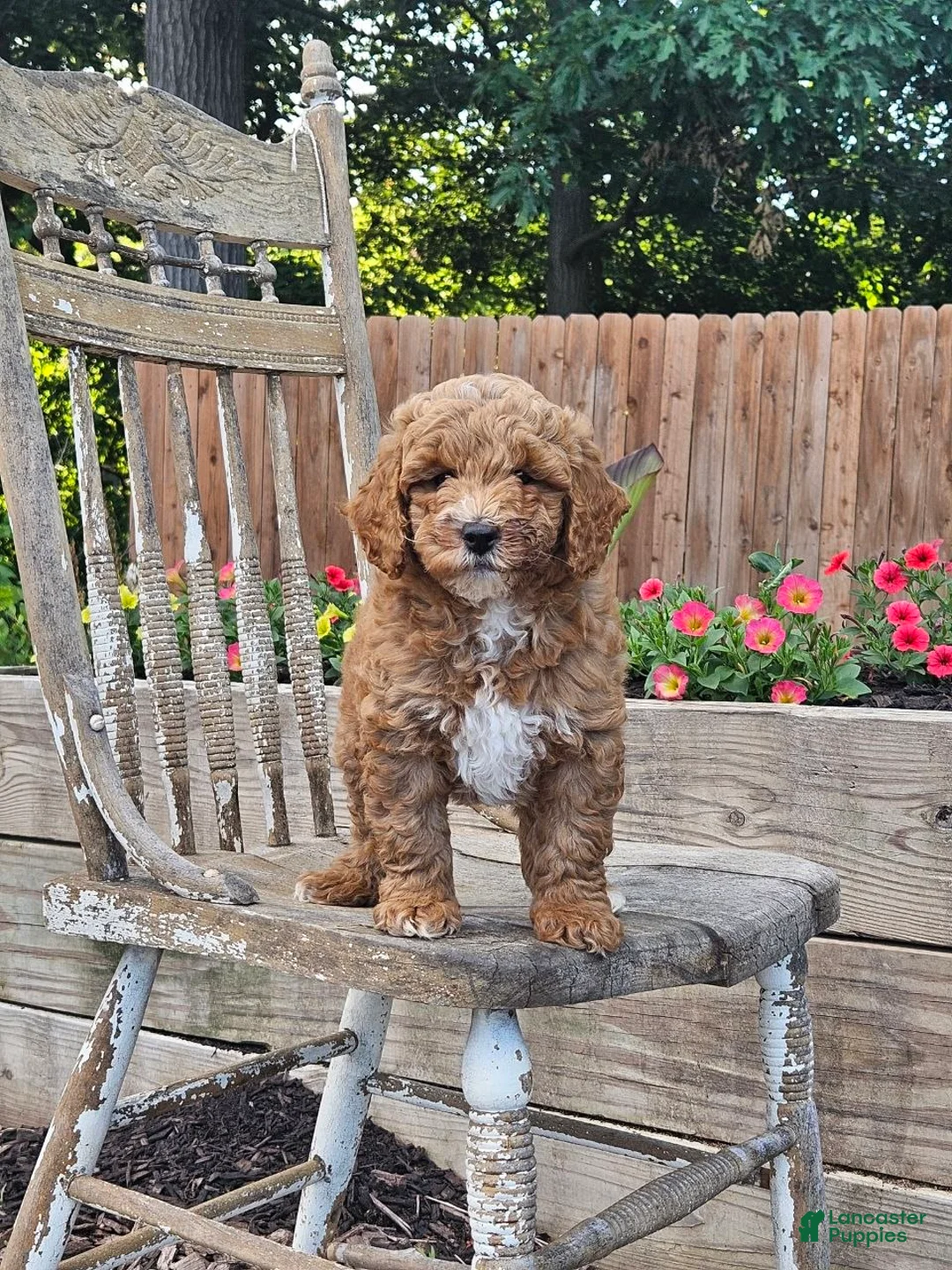 Mini Goldendoodle dogs for sale: Daisy  - Ad 1
