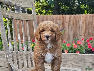 Mini Goldendoodle dogs for sale: Daisy - Ad 4