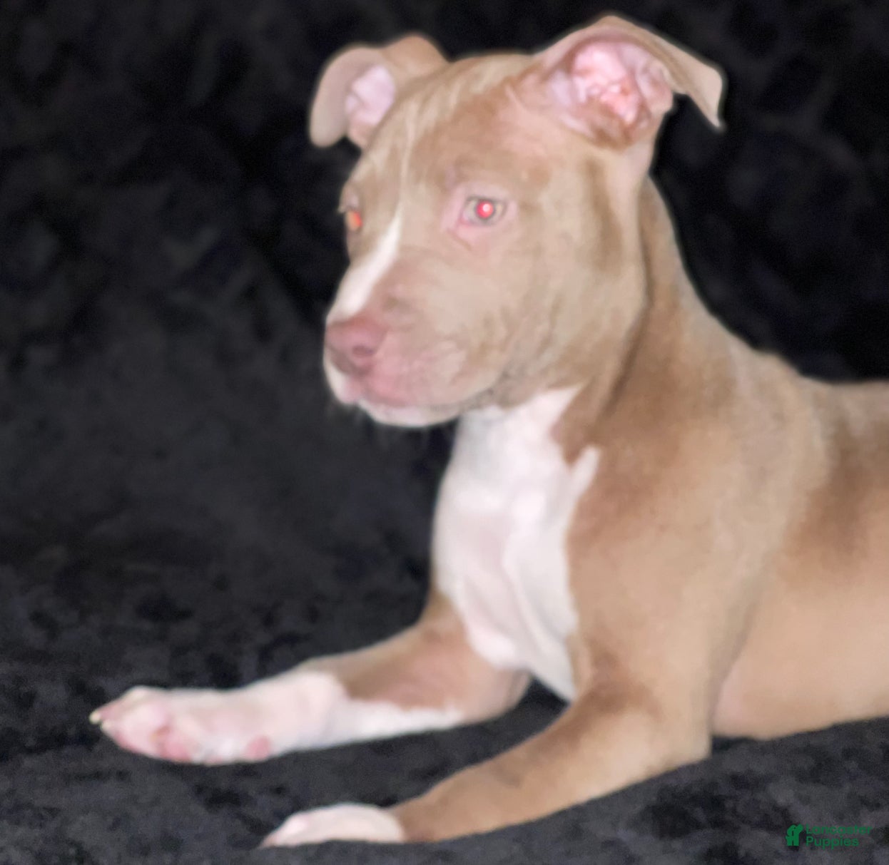 American Staffordshire Terrier dogs American Staffordshire Terriers - Ad 1
