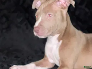 American Staffordshire Terrier dogs American Staffordshire Terriers - Ad 1