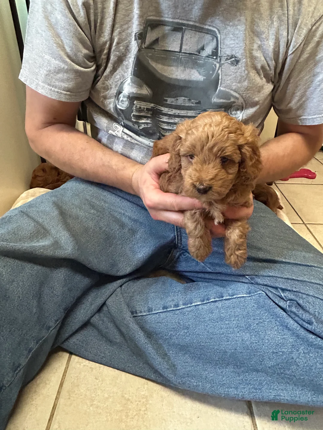 Mini Goldendoodle dogs for sale: Petite Darling Mini Goldendoodle Puppy 6 - Ad 2