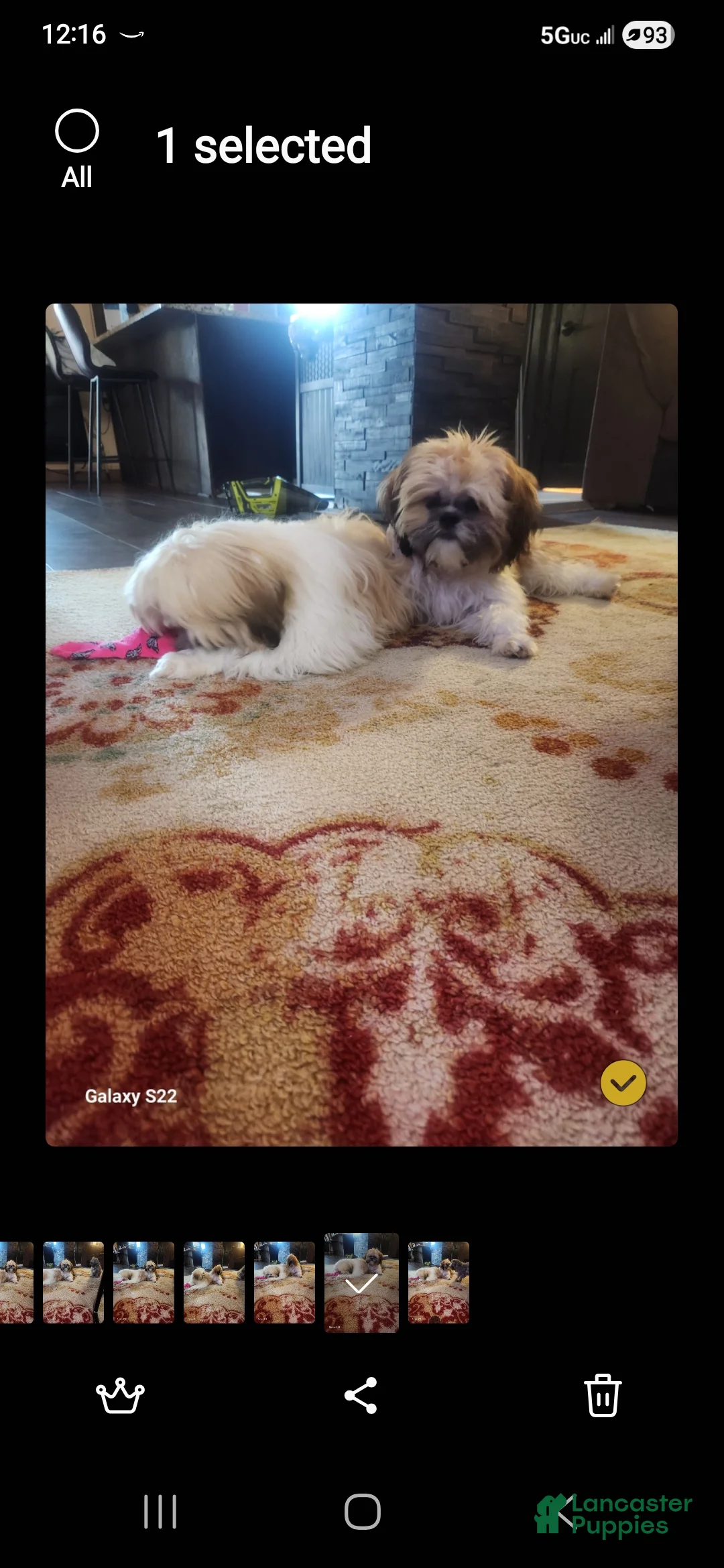 Shih Tzu dogs for sale: Bungee - Ad 2