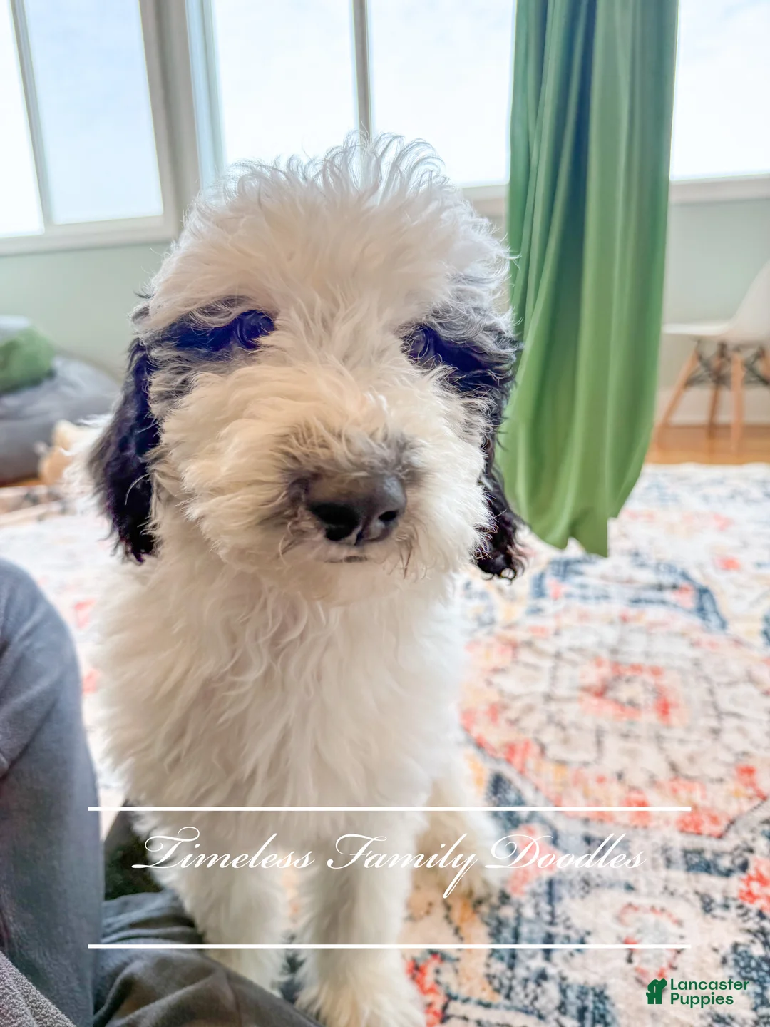 Sheepadoodle dogs for sale: Jennette - Ad 2