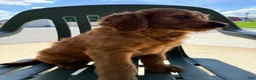 Goldendoodle dogs for sale: Gavin - Ad 18